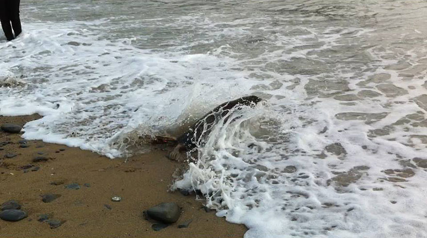Seal Release - 26th June 2014