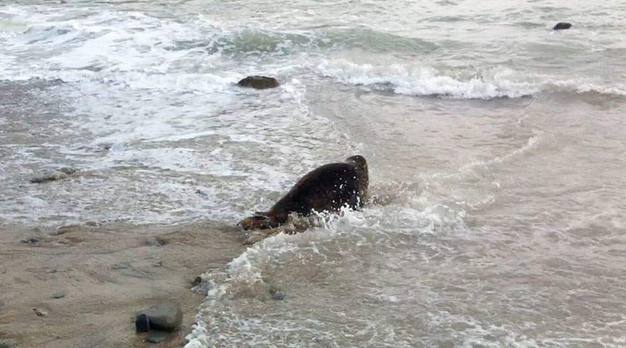 Seal Release - 26th June 2014