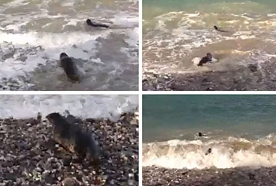 Seal Release - 27th April 2016