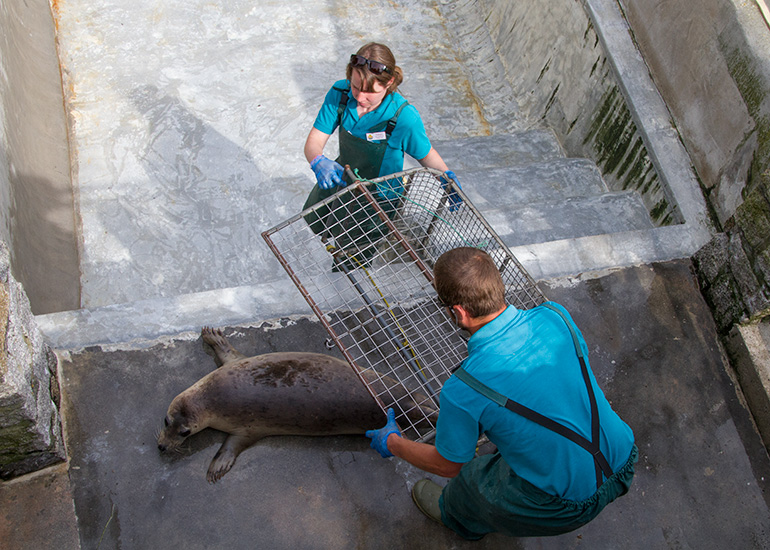 Seal Release - 28th May 2014