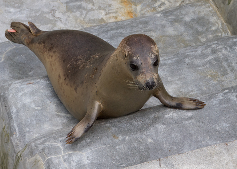 Seal Release - 28th May 2014