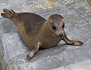 Seal Release - 28th May 2014
