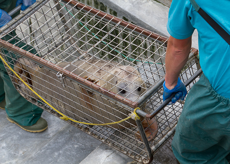 Seal Release - 28th May 2014