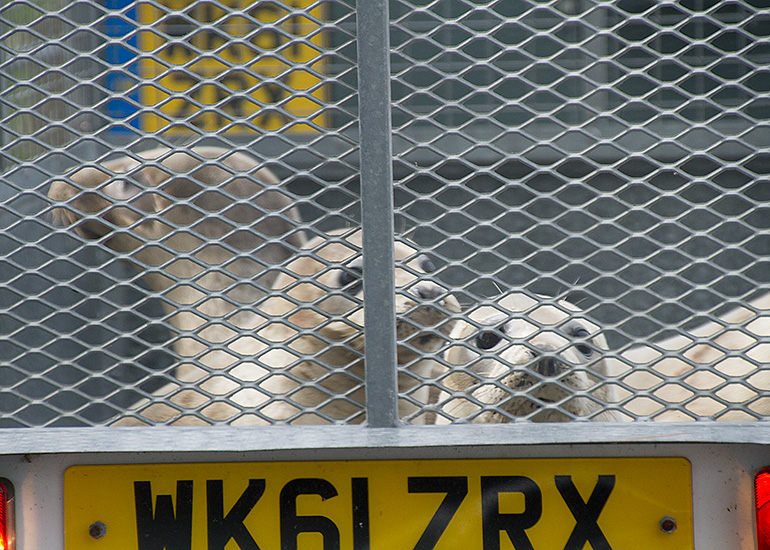 Seal Release - 28th May 2014