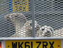 Seal Release - 28th May 2014