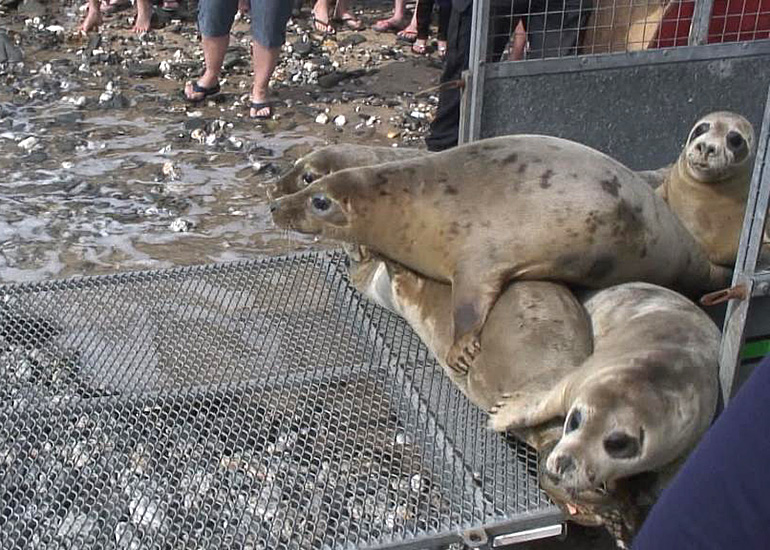 Seal Release - 28th May 2014