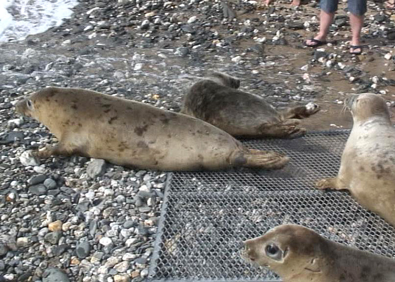 Seal Release - 28th May 2014