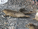 Seal Release - 28th May 2014