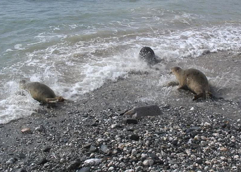Seal Release - 28th May 2014