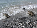 Seal Release - 28th May 2014