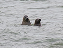 Seal Release - 28th May 2014