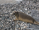 Seal Release - 28th May 2014