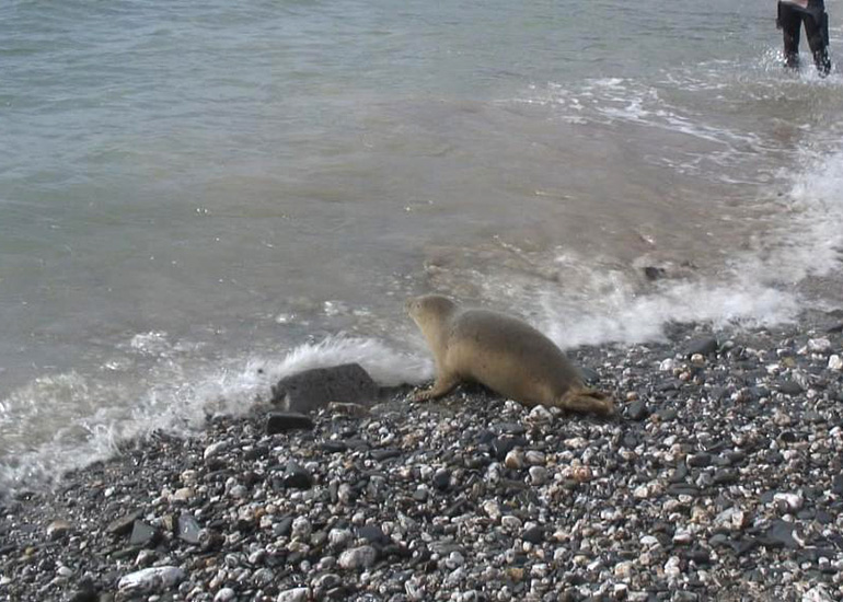 Seal Release - 28th May 2014