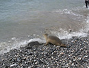Seal Release - 28th May 2014