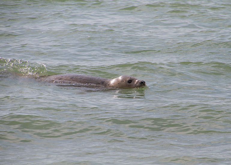 Seal Release - 28th May 2014