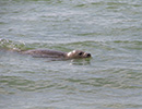 Seal Release - 28th May 2014