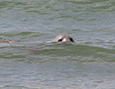 Seal Release - 28th May 2014