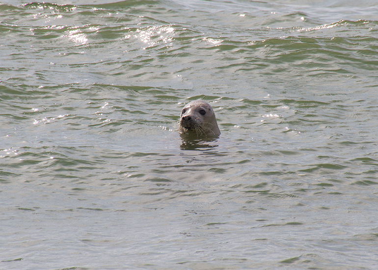 Seal Release - 28th May 2014