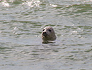 Seal Release - 28th May 2014
