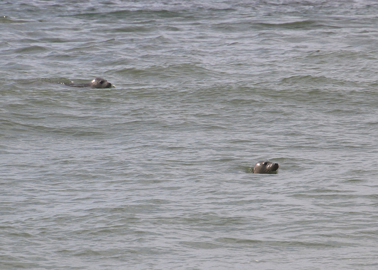 Seal Release - 28th May 2014