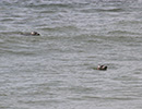Seal Release - 28th May 2014