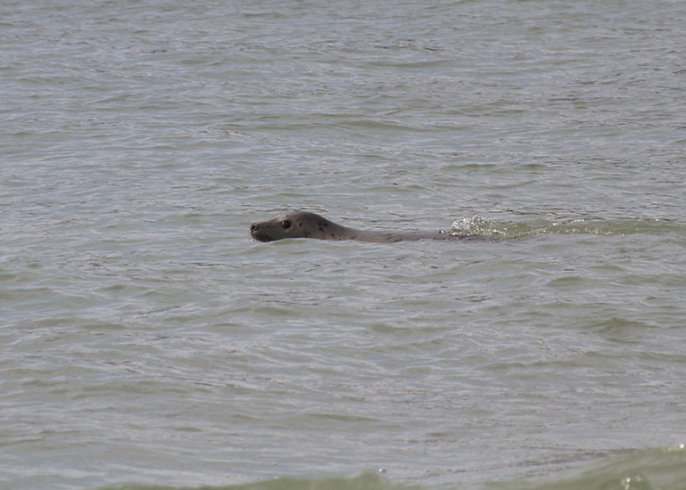 Seal Release - 28th May 2014