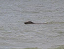 Seal Release - 28th May 2014