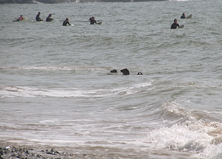 Seal Release - 28th May 2014
