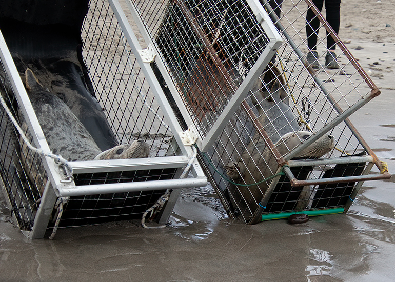 Seal Release - 3rd March 2023
