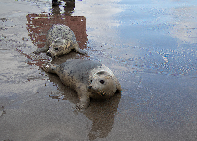Seal Release - 3rd March 2023