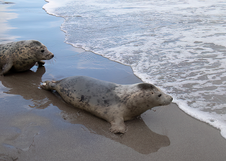 Seal Release - 3rd March 2023