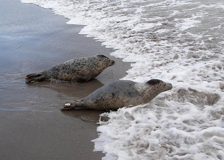 Seal Release - 3rd March 2023