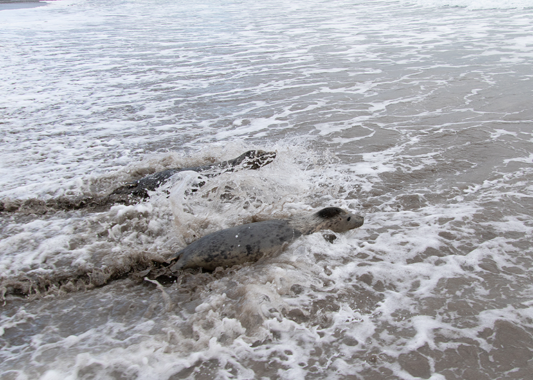 Seal Release - 3rd March 2023