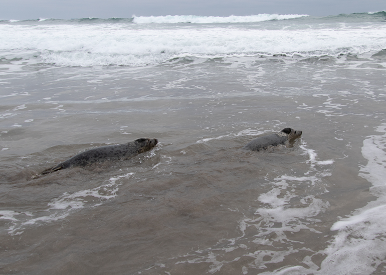 Seal Release - 3rd March 2023