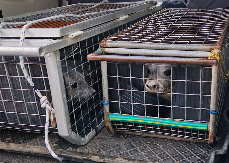 Seal Release - 3rd March 2023