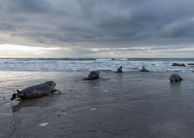 Seal Release - 3rd April 2023 - Photo Credit - Chris Webber - Freelance Photos - BDMLR Medic