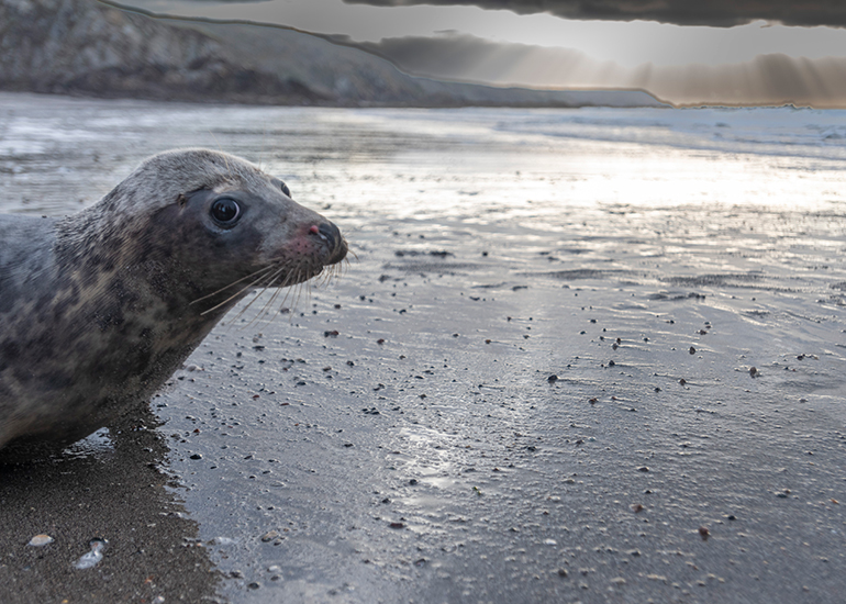 Seal Release - 3rd April 2023 - Photo Credit - Chris Webber - Freelance Photos - BDMLR Medic