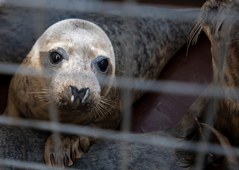 Seal Release - 3rd April 2023 - Photo Credit - Chris Webber - Freelance Photos - BDMLR Medic