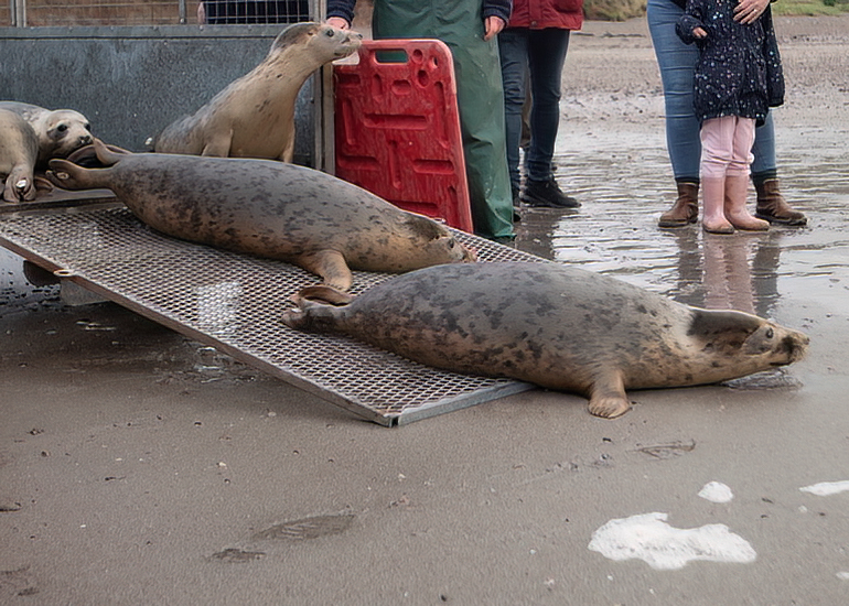 Seal Release - 3rd April 2023 - Photo Credit - Chris Webber - Freelance Photos - BDMLR Medic