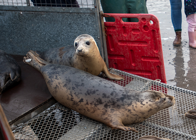 Seal Release - 3rd April 2023 - Photo Credit - Chris Webber - Freelance Photos - BDMLR Medic