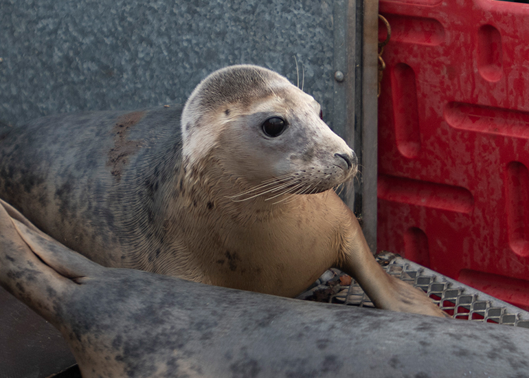 Seal Release - 3rd April 2023 - Photo Credit - Chris Webber - Freelance Photos - BDMLR Medic