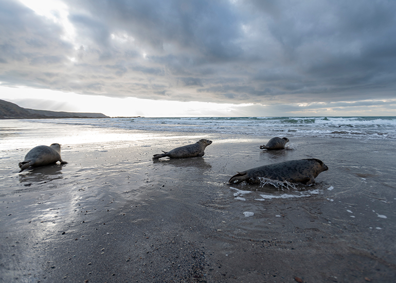 Seal Release - 3rd April 2023 - Photo Credit - Chris Webber - Freelance Photos - BDMLR Medic