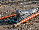 Seal Release - Nesquik and Rubicon