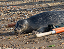 Seal Release - Nesquik and Rubicon
