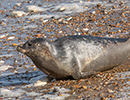 Seal Release - Nesquik and Rubicon