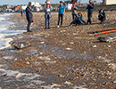 Seal Release - Nesquik and Rubicon