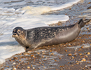 Seal Release - Nesquik and Rubicon