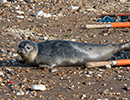 Seal Release - Nesquik and Rubicon