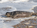 Seal Release - Nesquik and Rubicon