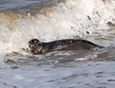 Seal Release - Nesquik and Rubicon